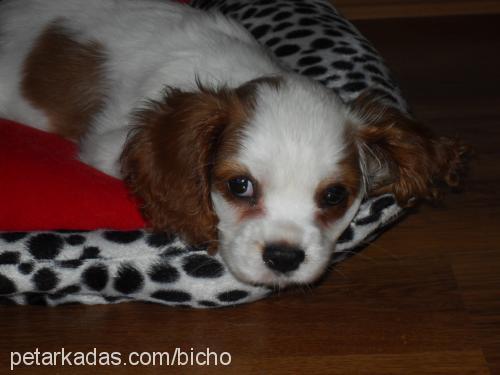 badem Dişi Cavalier King Charles Spanieli