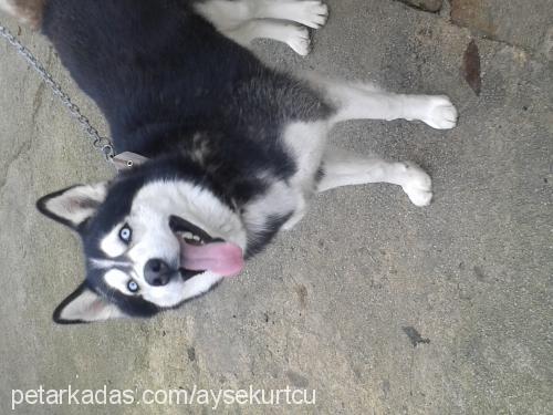 han Erkek Sibirya Kurdu (Husky)