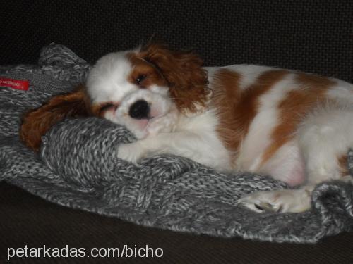 badem Dişi Cavalier King Charles Spanieli