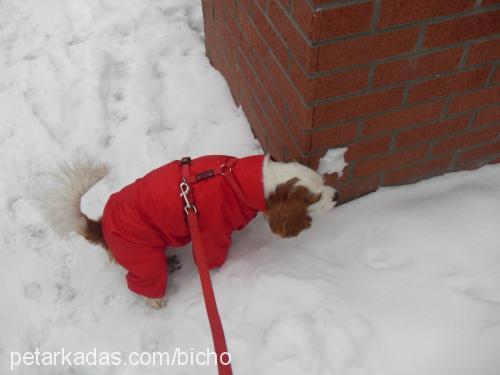 badem Dişi Cavalier King Charles Spanieli