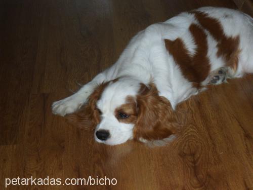 badem Dişi Cavalier King Charles Spanieli