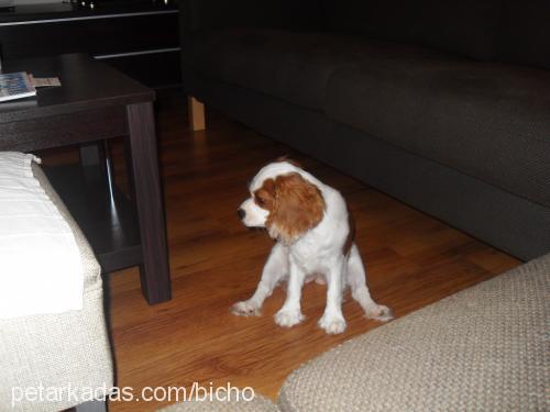 badem Dişi Cavalier King Charles Spanieli