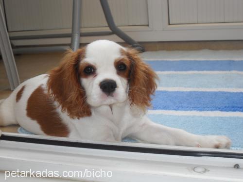 badem Dişi Cavalier King Charles Spanieli