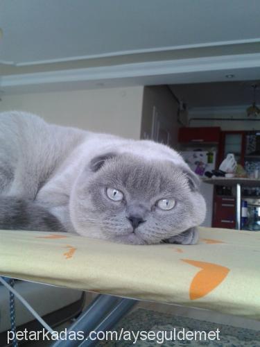 duman Erkek Scottish Fold