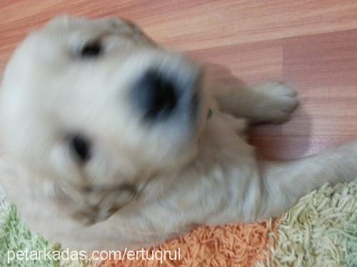 arwen Dişi Golden Retriever