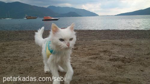 şeker Dişi Ankara Kedisi (Angora)