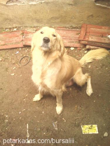 limon Dişi Golden Retriever