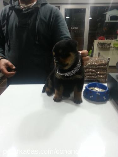 escobar Erkek Rottweiler