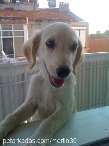 merlin Erkek Labrador Retriever