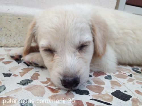 merlin Erkek Labrador Retriever