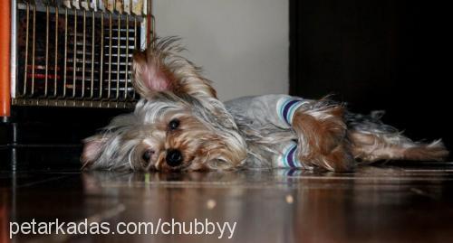 chubby Erkek Yorkshire Terrier