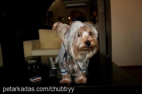 chubby Erkek Yorkshire Terrier