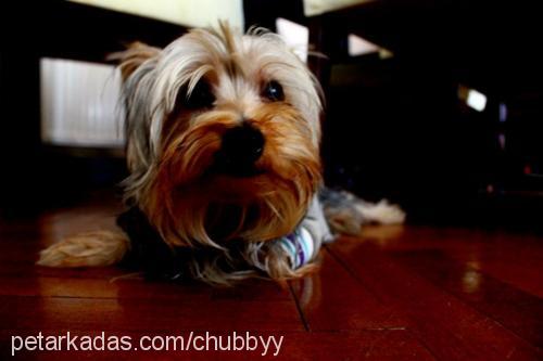 chubby Erkek Yorkshire Terrier