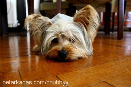 chubby Erkek Yorkshire Terrier