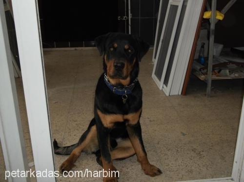 harbi Erkek Rottweiler