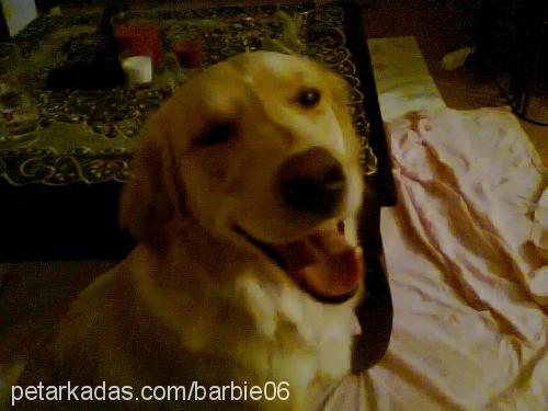 barbie Dişi Golden Retriever