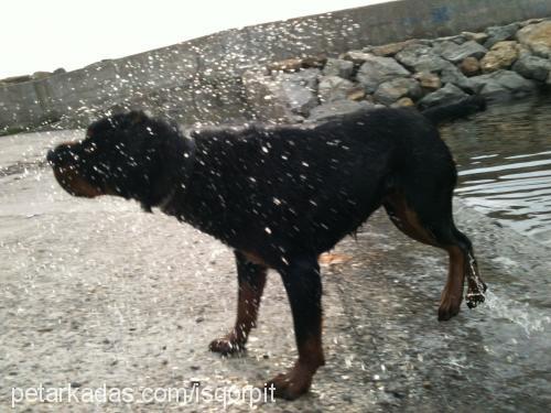 dark Dişi Rottweiler