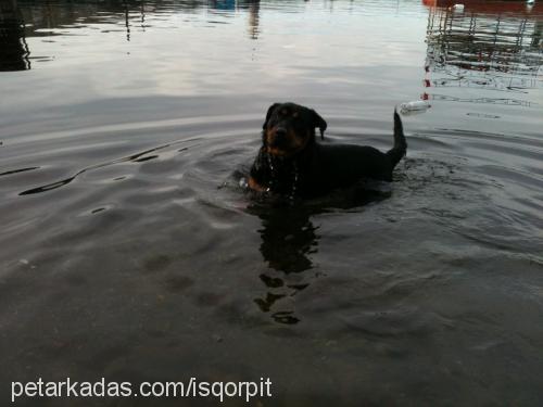 dark Dişi Rottweiler