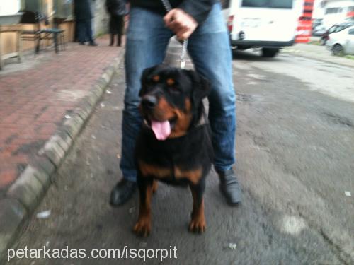 dark Dişi Rottweiler