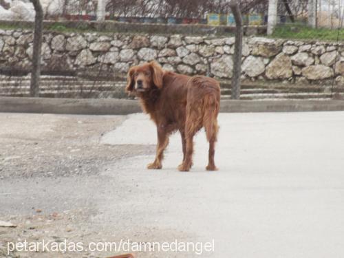 rex Erkek İngiliz Setter