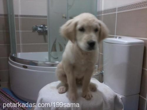 badem Dişi Golden Retriever