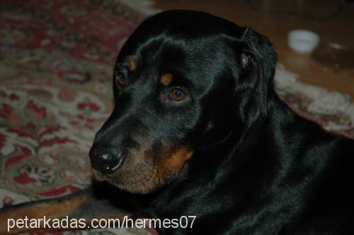 hermes Erkek Rottweiler