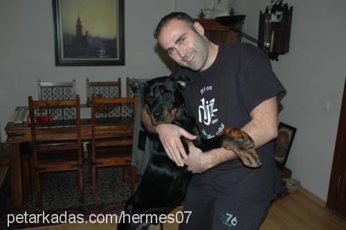 hermes Erkek Rottweiler