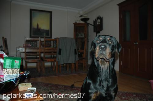 hermes Erkek Rottweiler