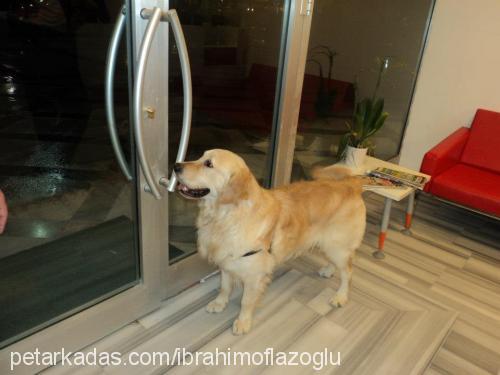 paşa Erkek Golden Retriever