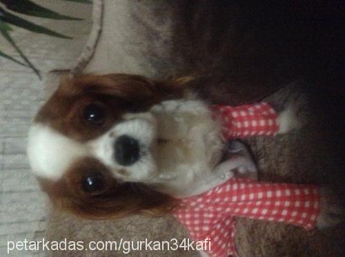 cafi Erkek Cavalier King Charles Spanieli