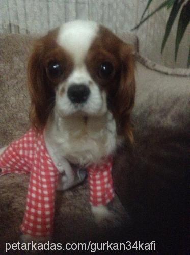 cafi Erkek Cavalier King Charles Spanieli