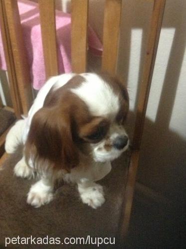 cafi Erkek Cavalier King Charles Spanieli