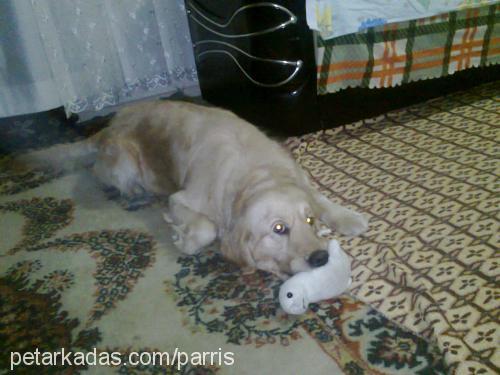 paris Dişi Golden Retriever