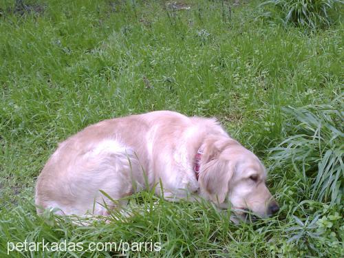 paris Dişi Golden Retriever