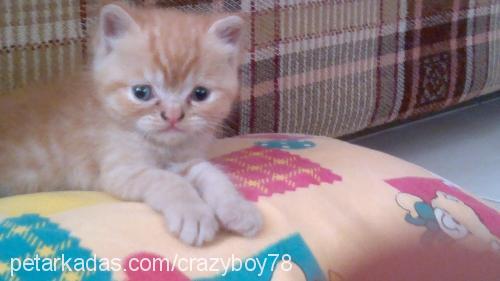 kirşof Erkek Exotic Shorthair