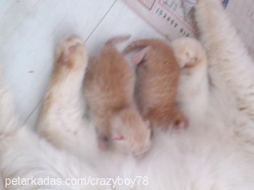 kirşof Erkek Exotic Shorthair