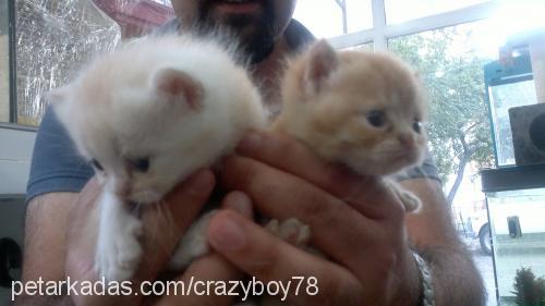 kirşof Erkek Exotic Shorthair