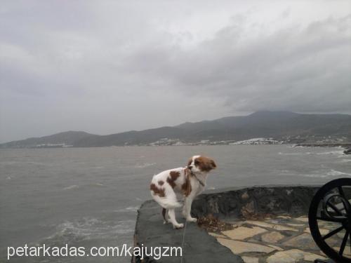 kaju Dişi Cavalier King Charles Spanieli