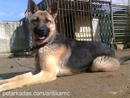 gölge Dişi Alman Çoban Köpeği