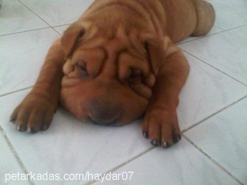 haydar Erkek Çin Shar-Pei