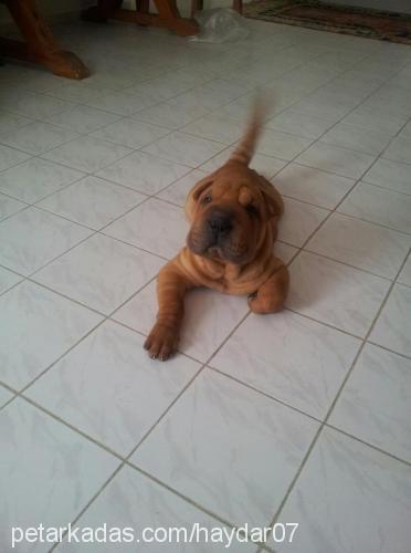 haydar Erkek Çin Shar-Pei