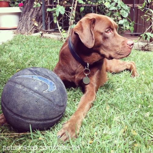 zico Erkek Labrador Retriever