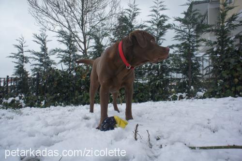 zico Erkek Labrador Retriever