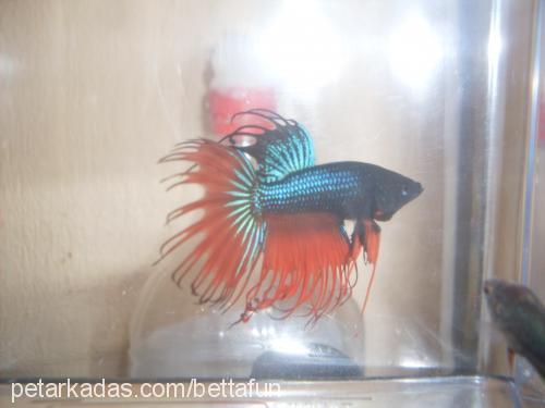 orangecrowntail Bilinmiyor 