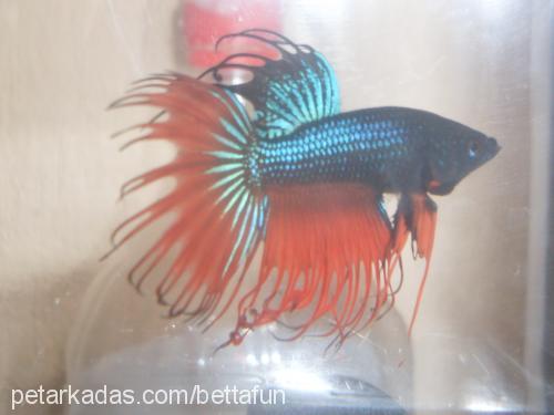 orangecrowntail Bilinmiyor 