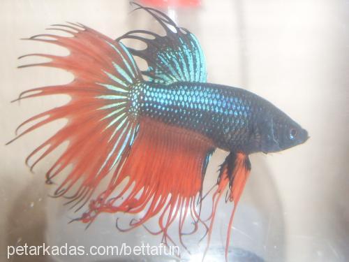 orangecrowntail Bilinmiyor 