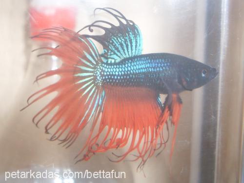 orangecrowntail Bilinmiyor 