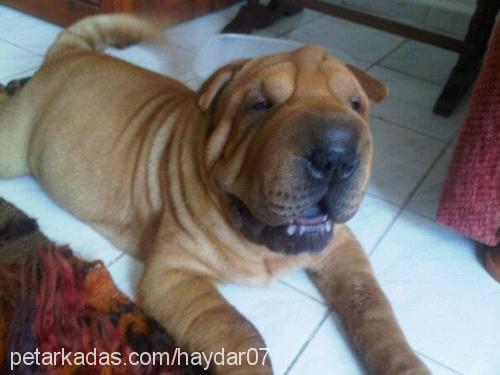 haydar Erkek Çin Shar-Pei