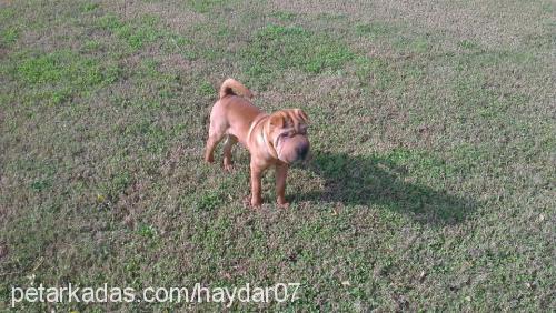 haydar Erkek Çin Shar-Pei