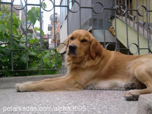 alpha Erkek Golden Retriever